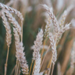 what-is-celiac-gluten-free